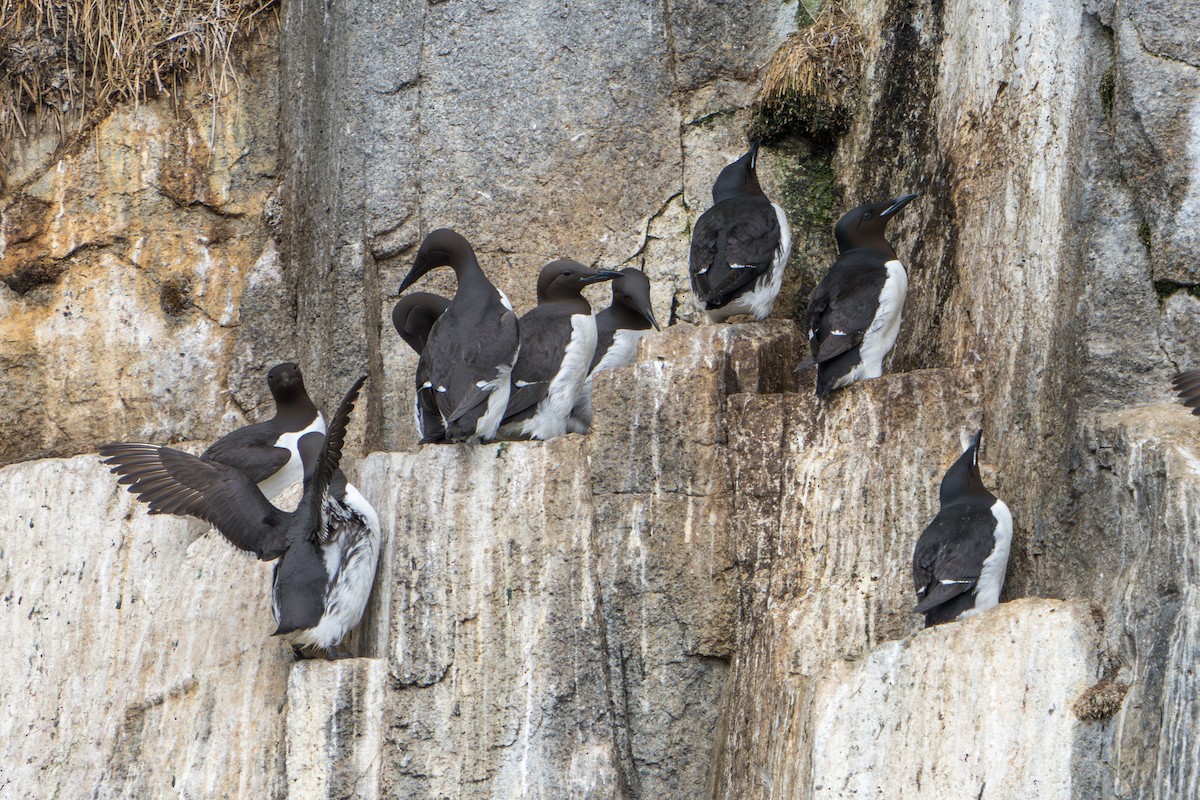 Thick-billed Murre - ML644314205