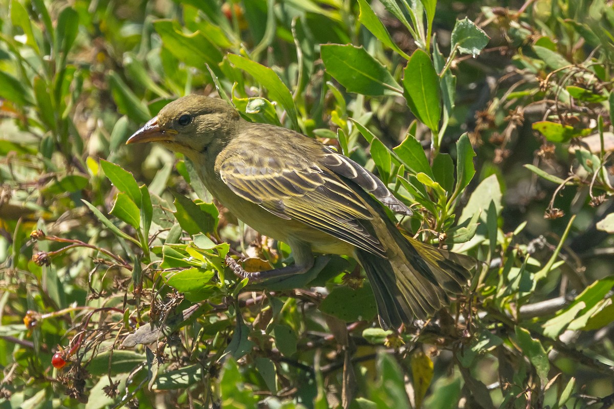 Cape Weaver - ML644314211