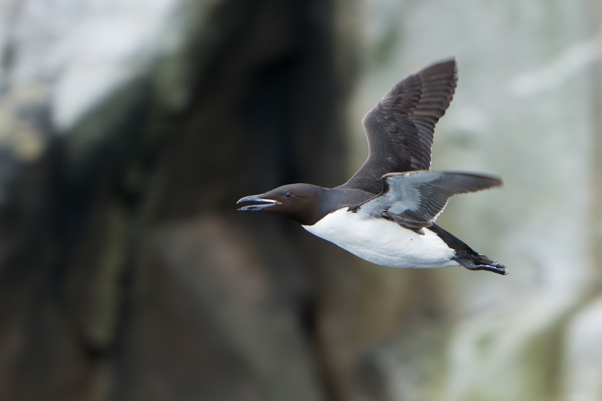 Thick-billed Murre - ML644314213