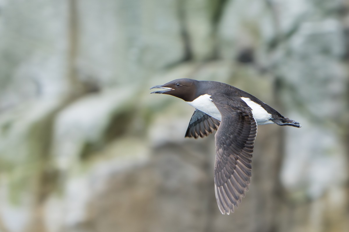 Thick-billed Murre - ML644314214