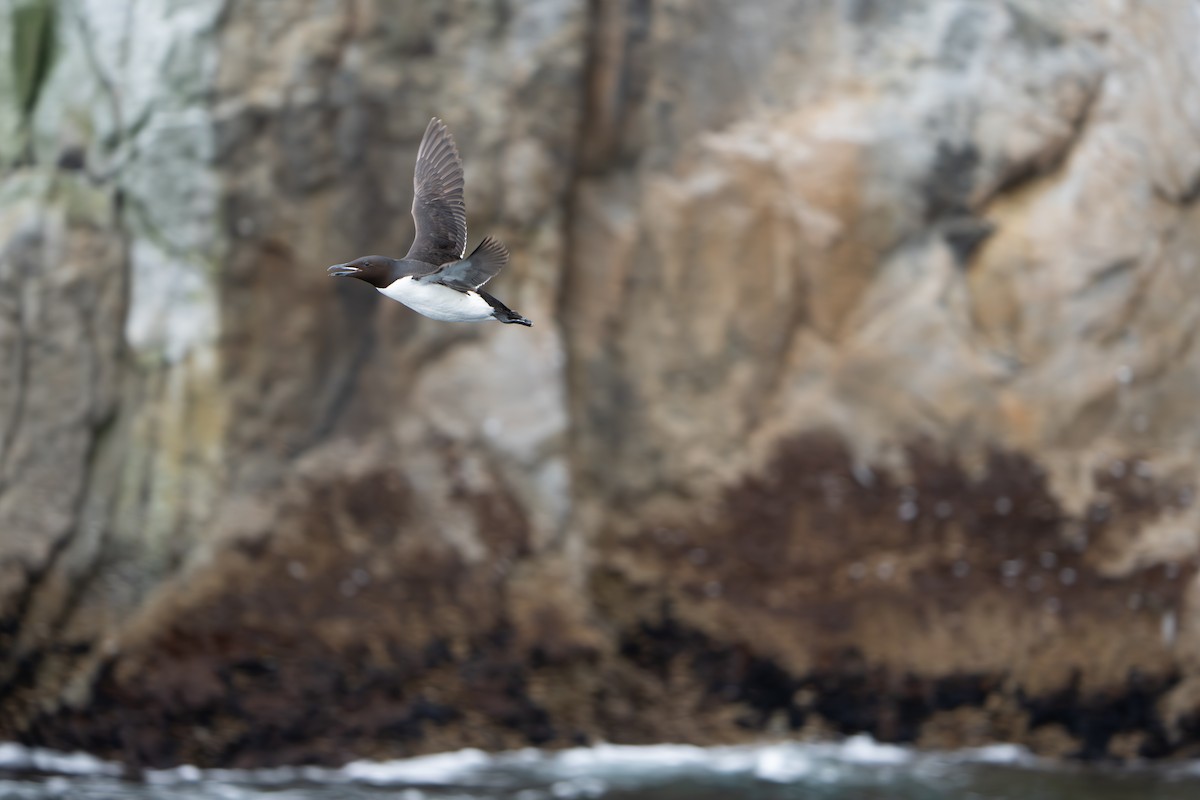 Thick-billed Murre - ML644314215