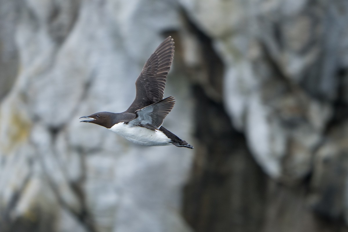 Thick-billed Murre - ML644314217