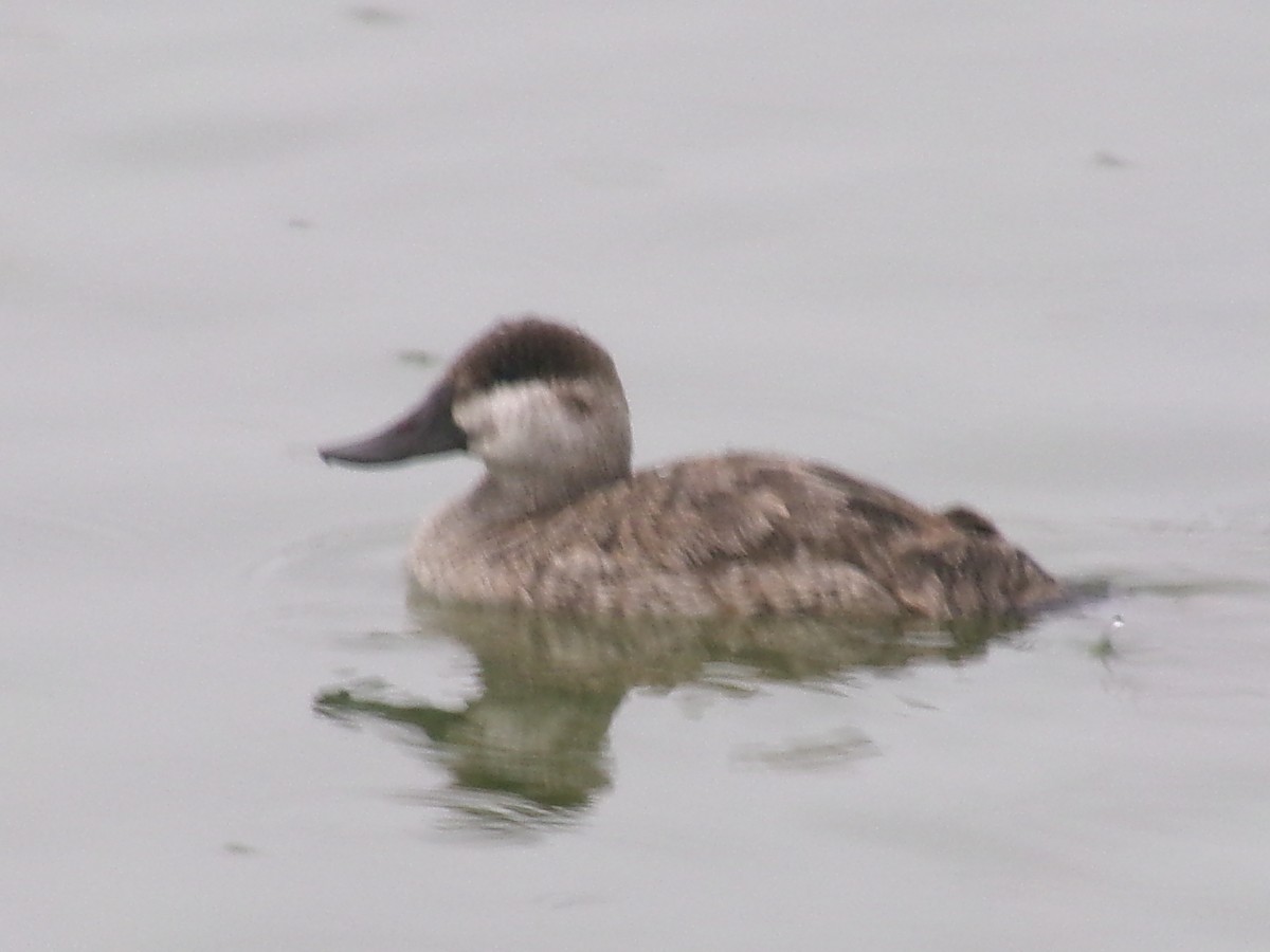 Ruddy Duck - ML644314225