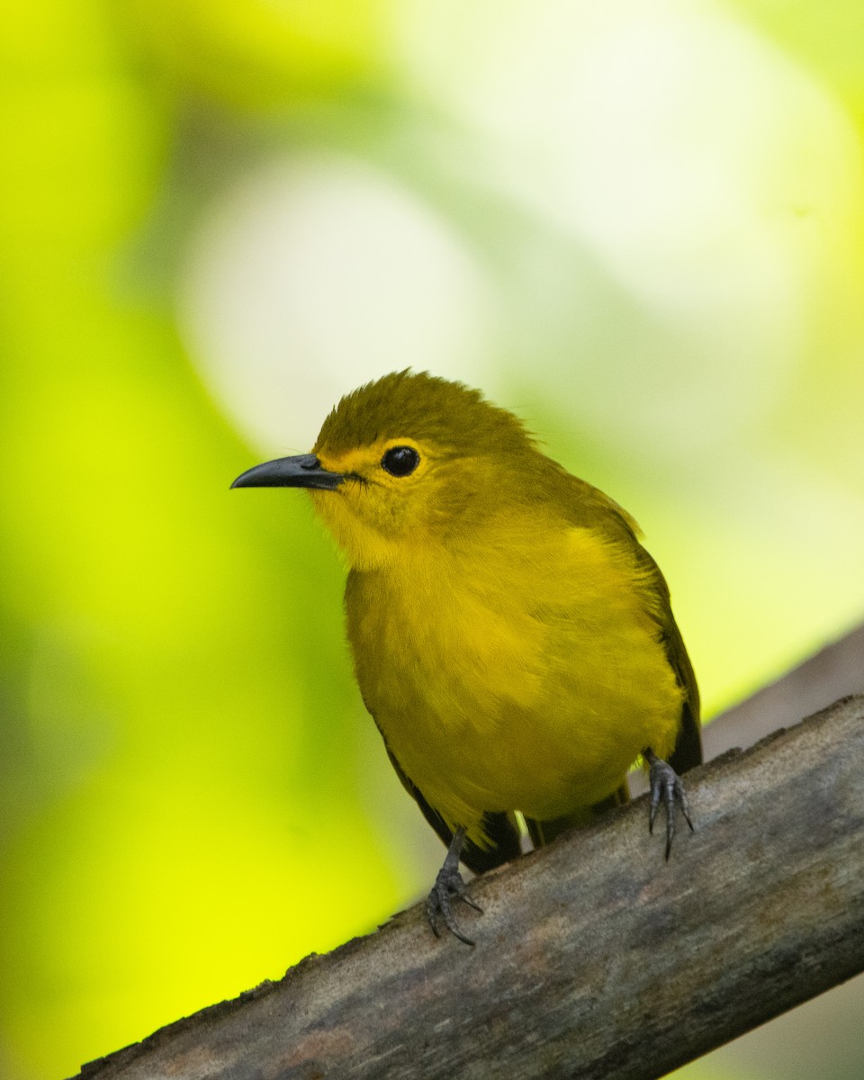 Yellow-browed Bulbul - ML644314226