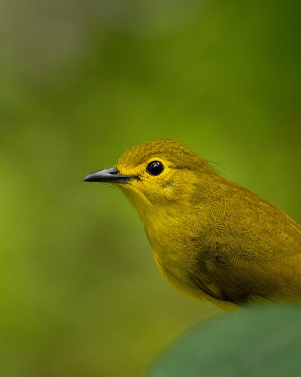 Yellow-browed Bulbul - ML644314227