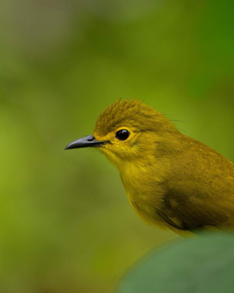 Yellow-browed Bulbul - ML644314228