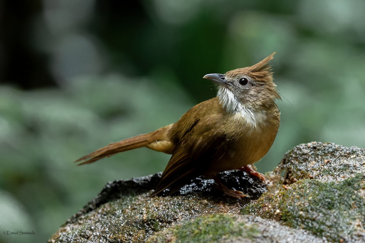 Puff-throated Babbler - ML644314230