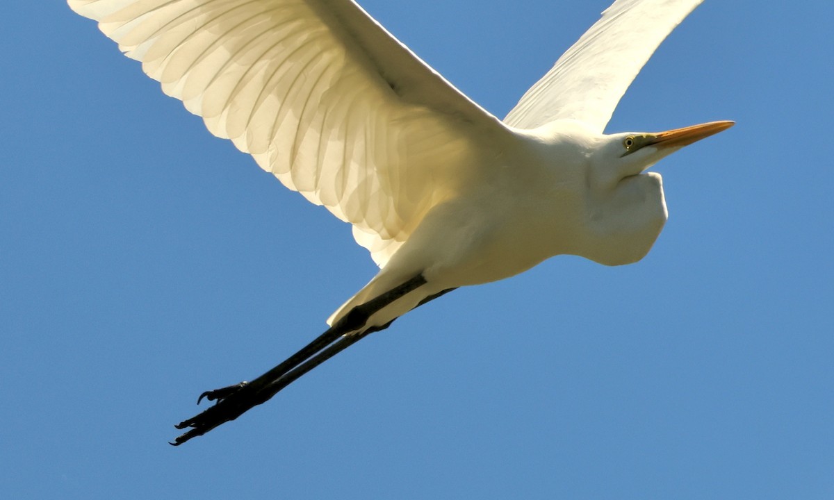 Great Egret - ML644314231