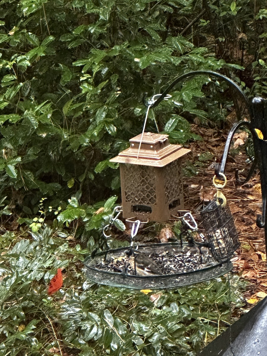 rosenbrysttykknebb - ML644314235