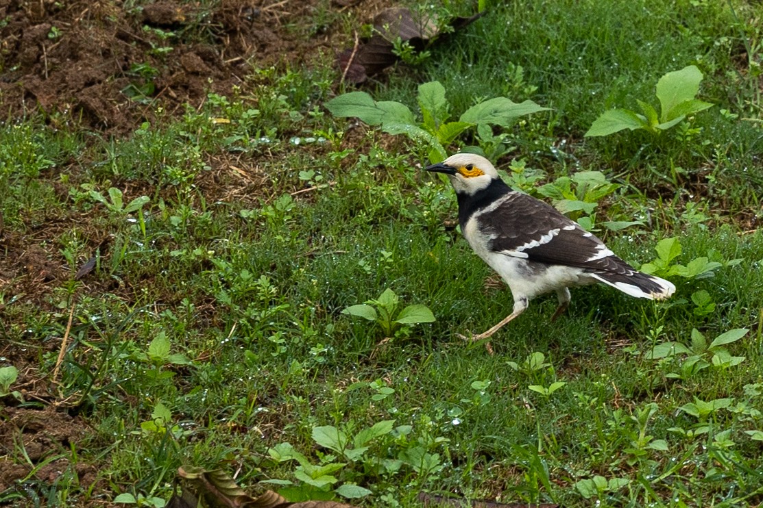 זרזיר שחור-קולר - ML644314243
