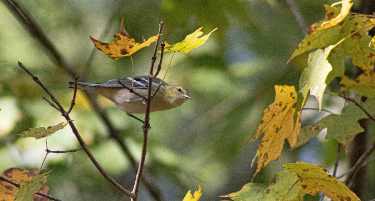 Bay-breasted Warbler - ML644314244
