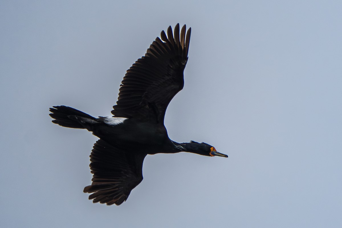 Rotgesichtscharbe - ML644314255