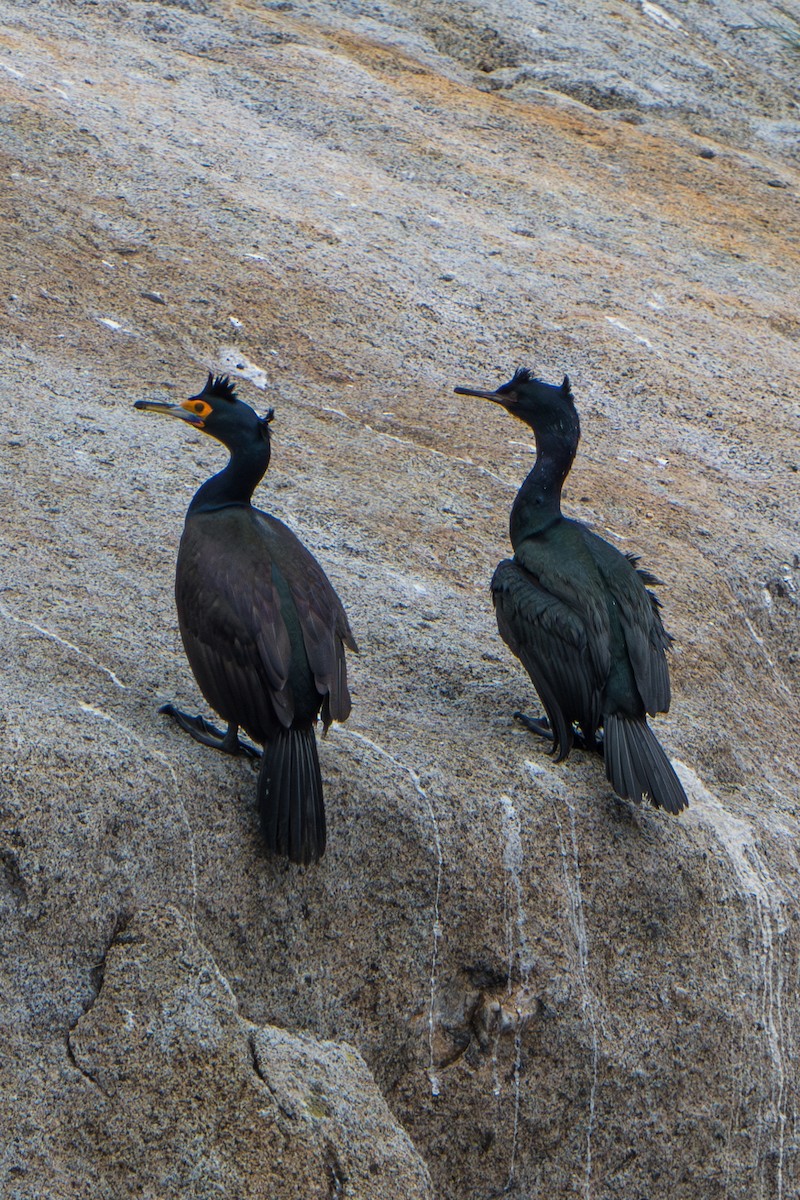 Rotgesichtscharbe - ML644314256