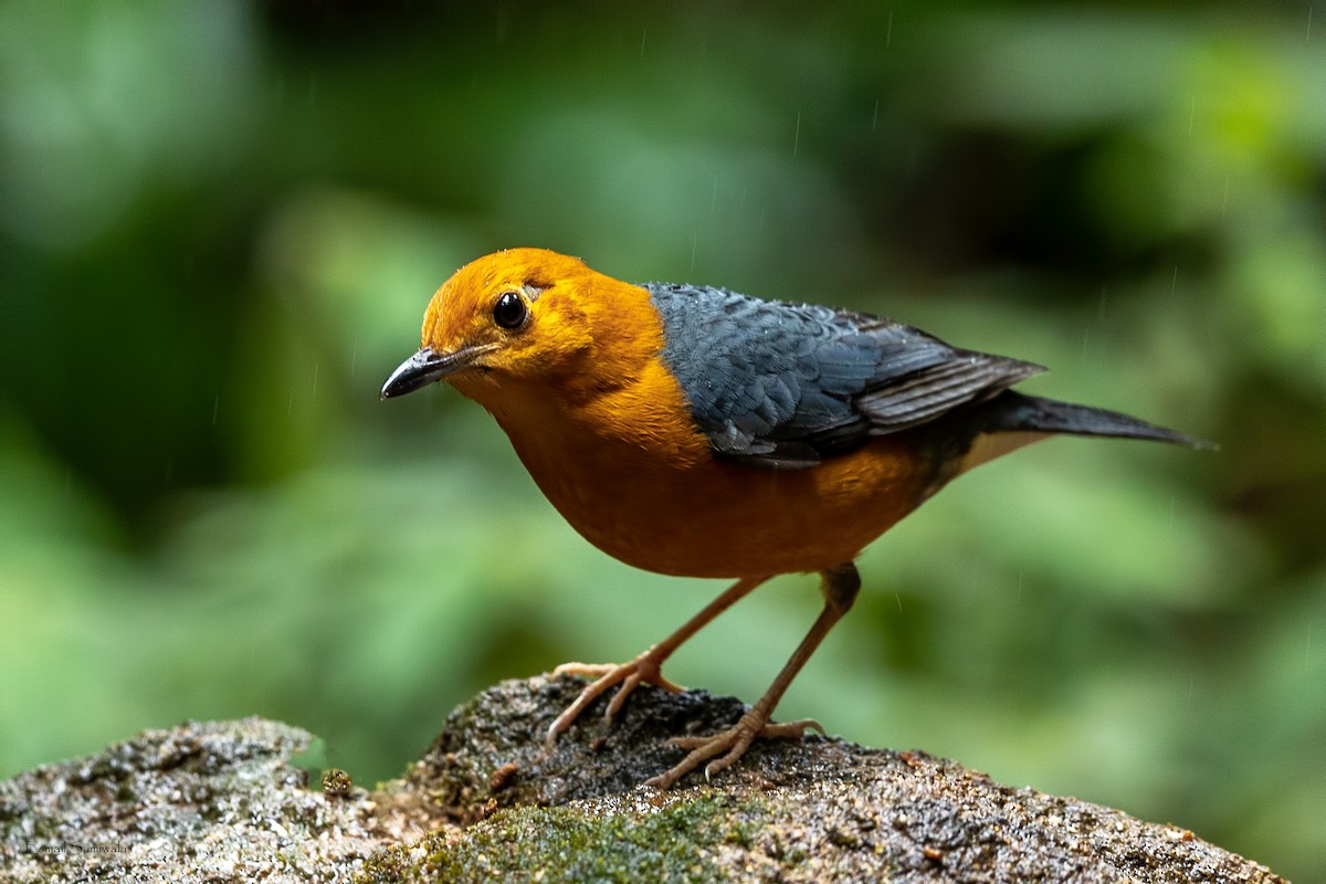 Orange-headed Thrush - ML644314258