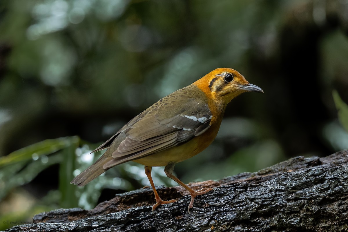 Orange-headed Thrush - ML644314259