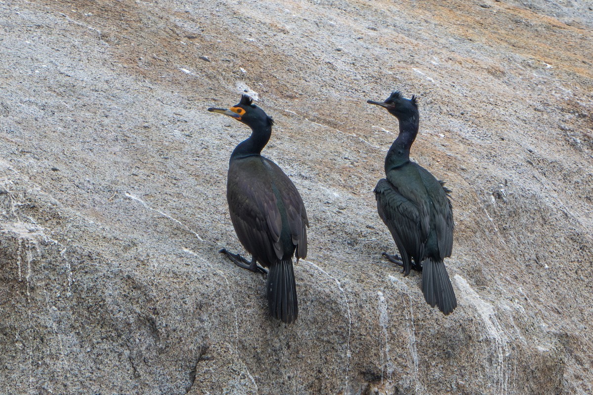 Rotgesichtscharbe - ML644314262