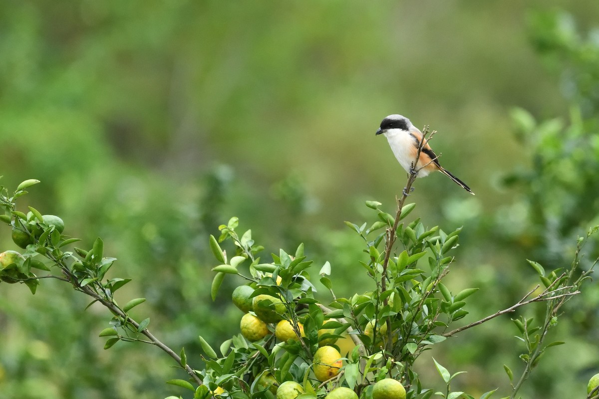 Alcaudón Schach - ML644314272