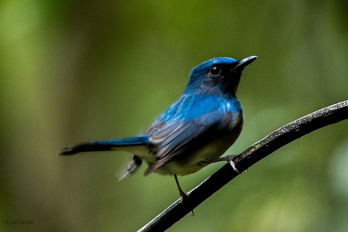 Hainan Blue Flycatcher - ML644314273