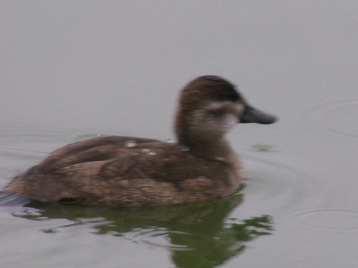Ruddy Duck - ML644314276