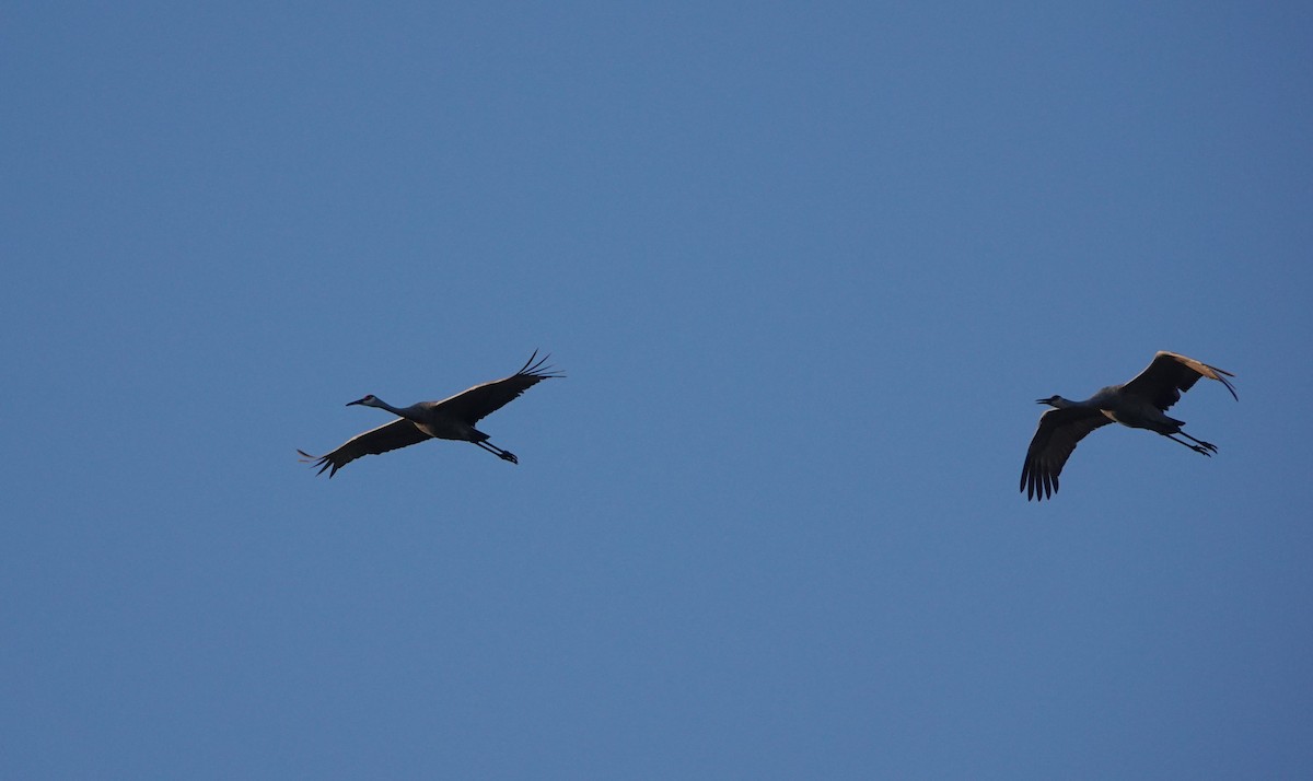 Sandhill Crane - ML644314277