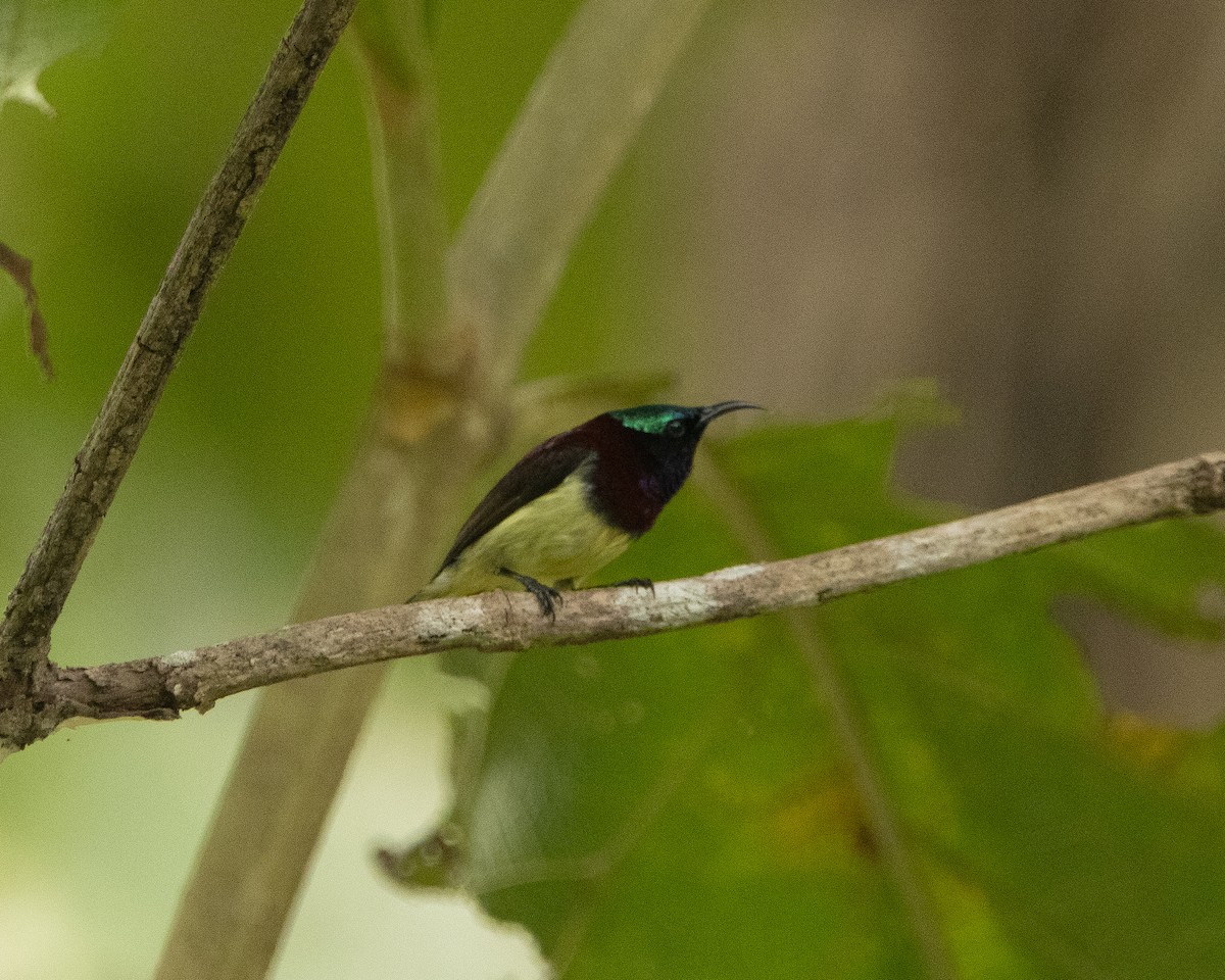 Crimson-backed Sunbird - ML644314290