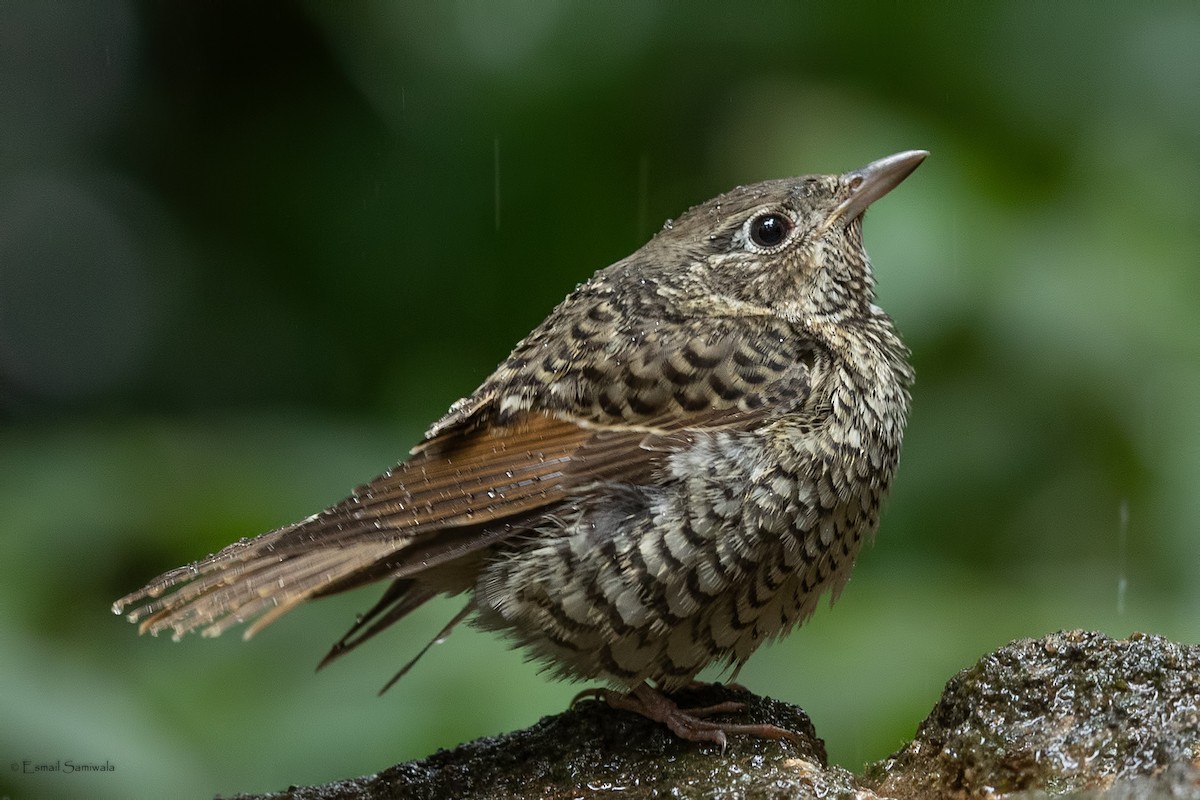 White-throated Rock-Thrush - ML644314292