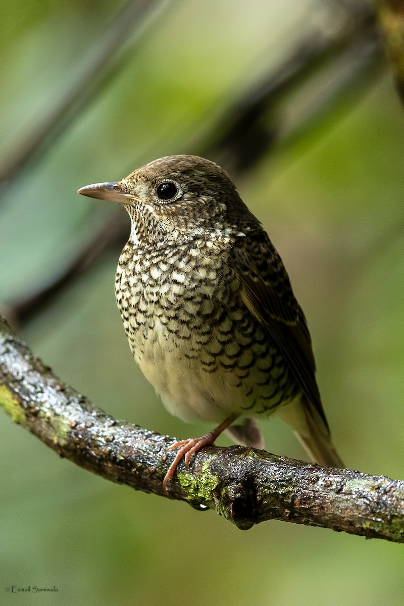 White-throated Rock-Thrush - ML644314293