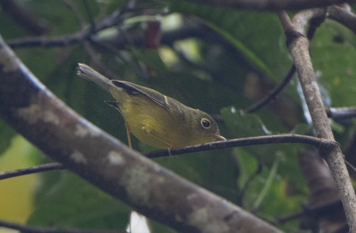 budníček himálajský - ML644314299