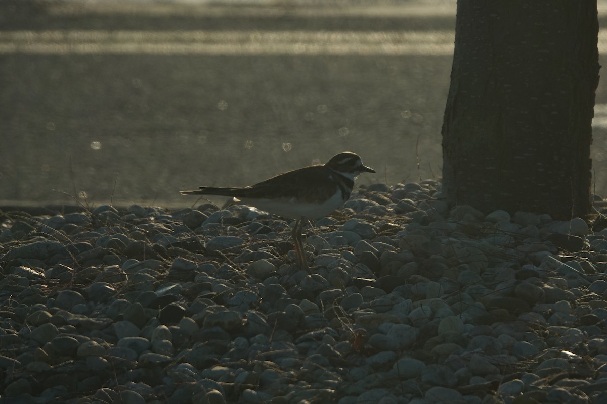 Killdeer - ML644314304