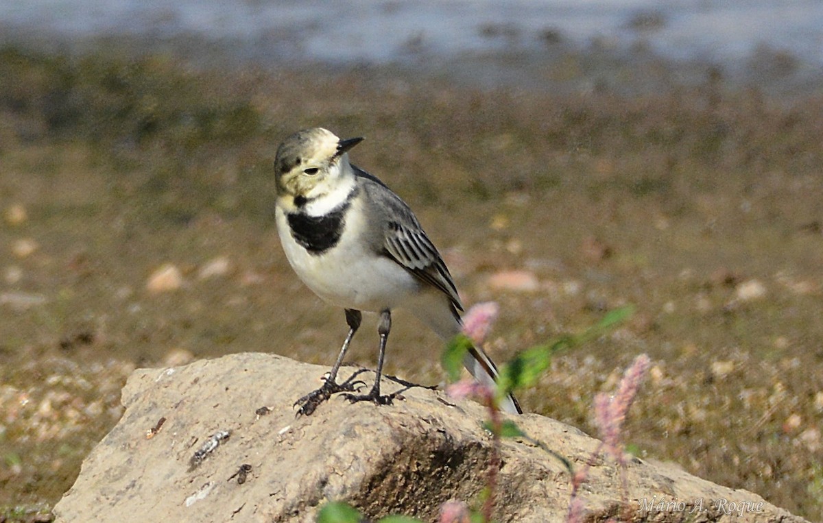 白鶺鴒 - ML644314305