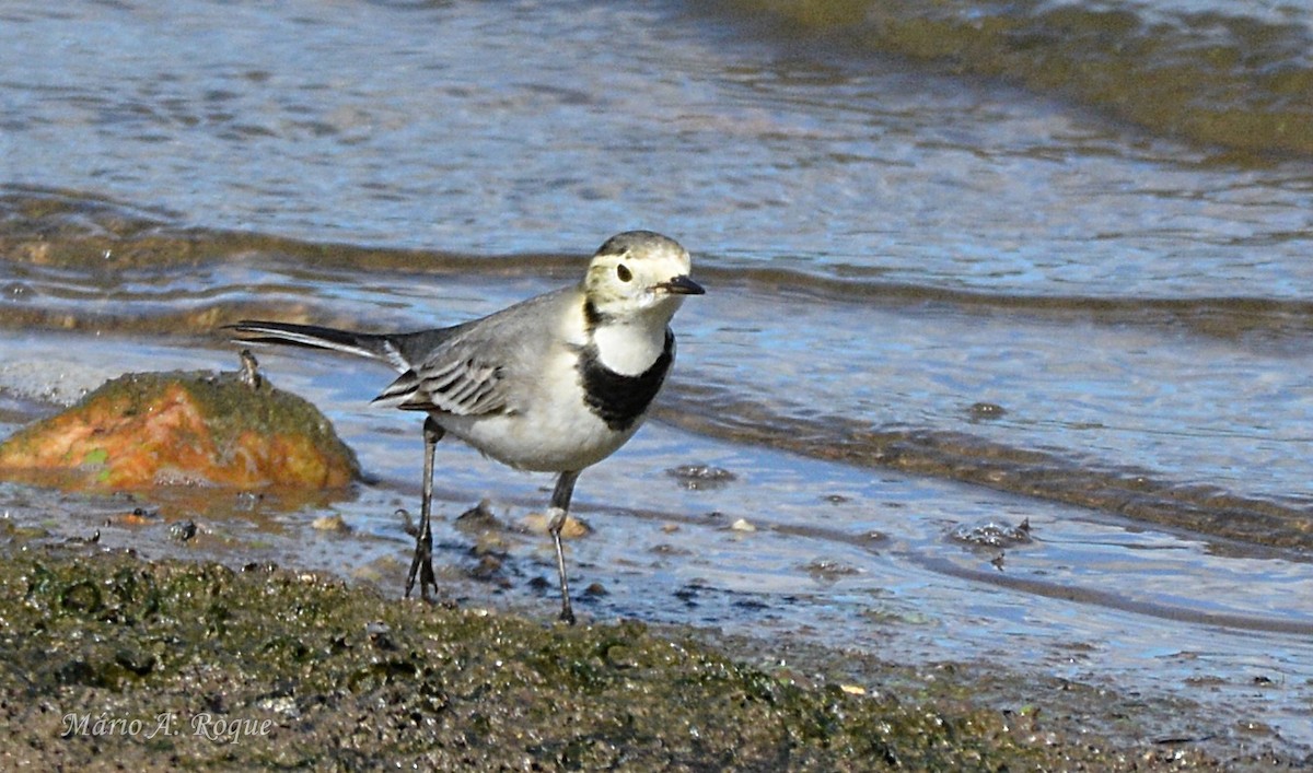 白鶺鴒 - ML644314306