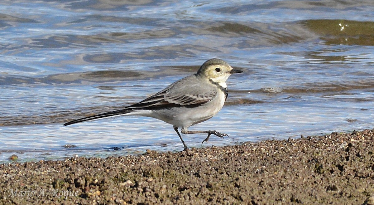 白鶺鴒 - ML644314307