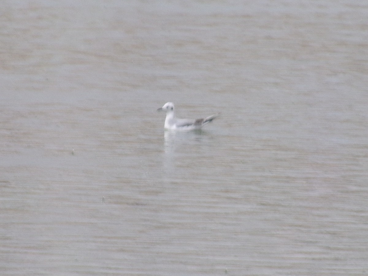 Bonaparte's Gull - ML644314309