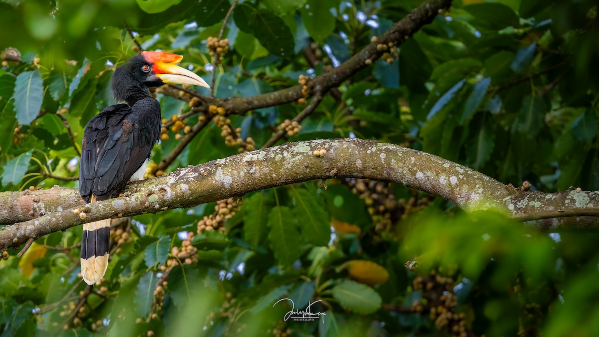 Rhinoceros Hornbill - ML644314315