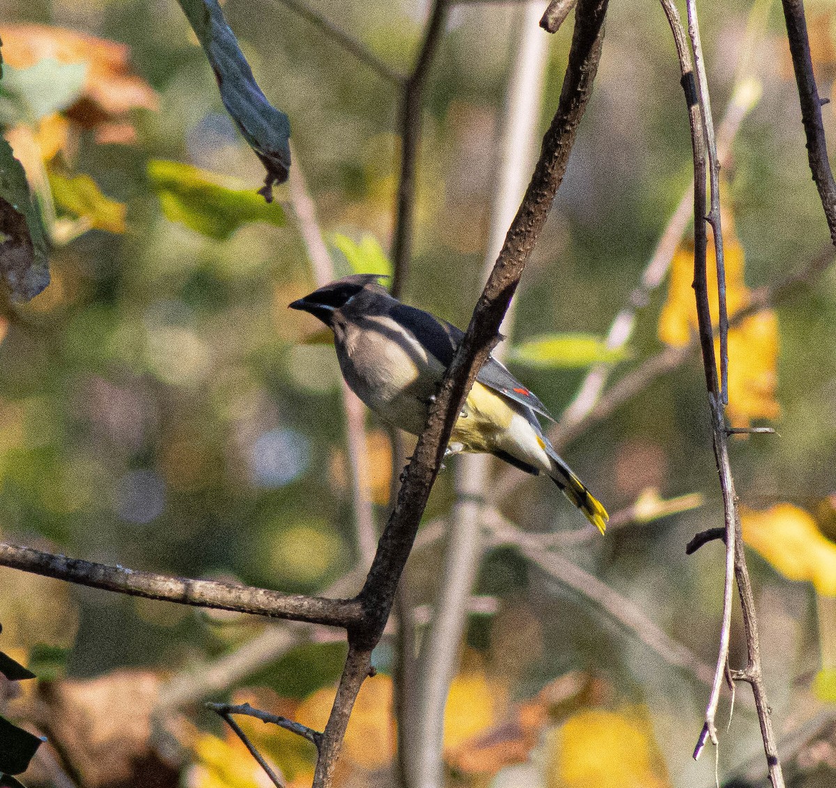 Cedar Waxwing - ML644314316