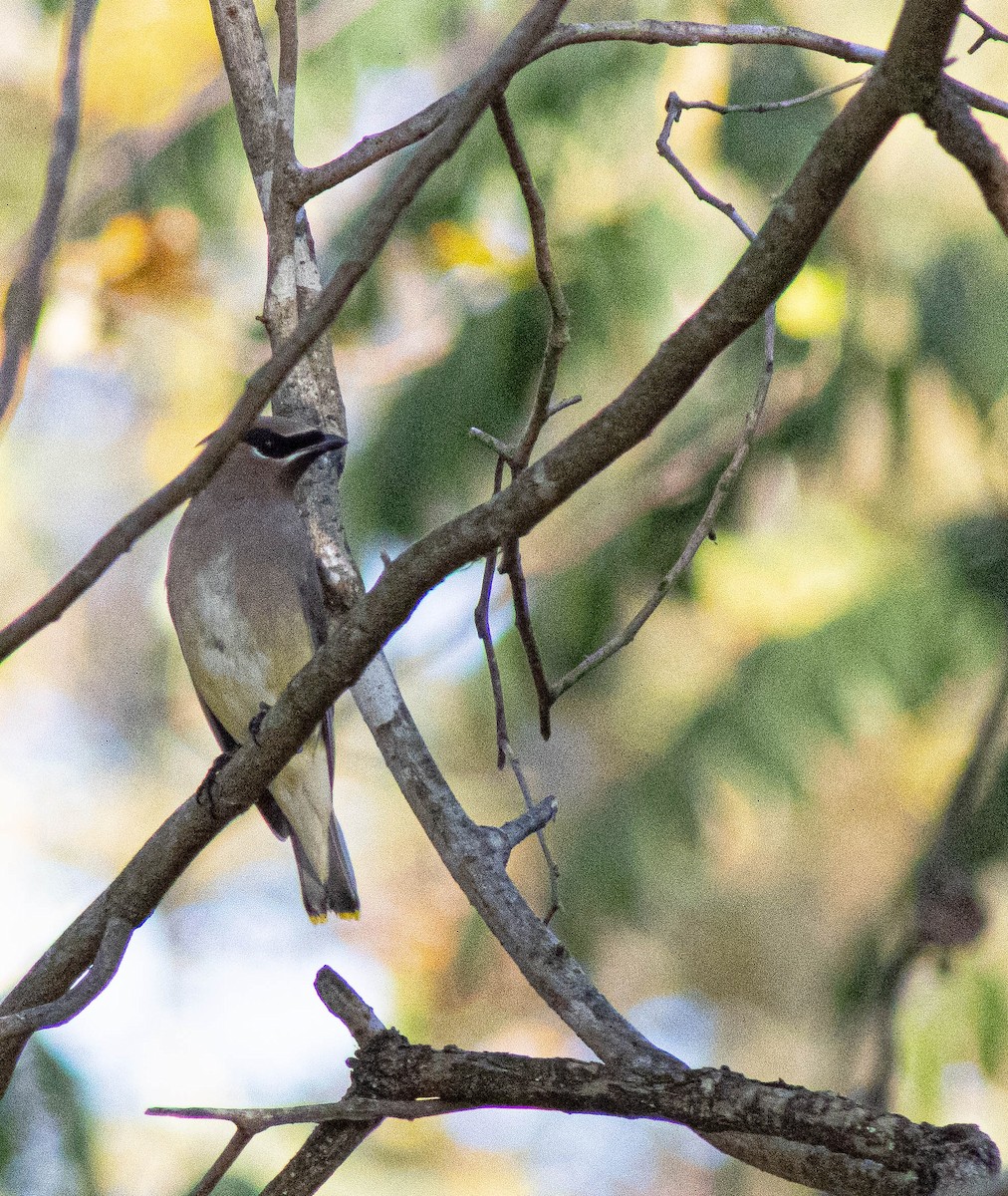 Cedar Waxwing - ML644314317