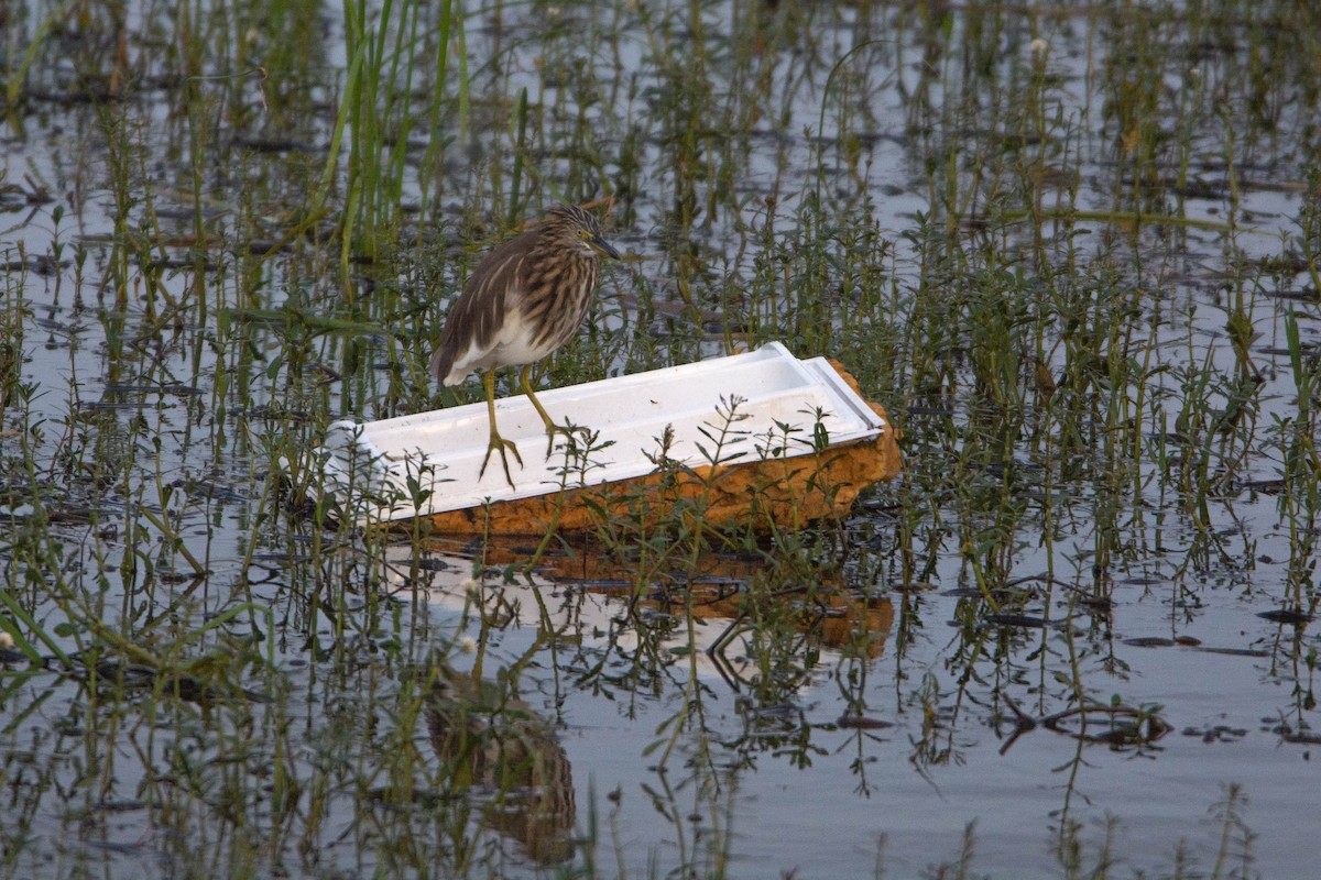 Индийская прудовая цапля - ML644314331