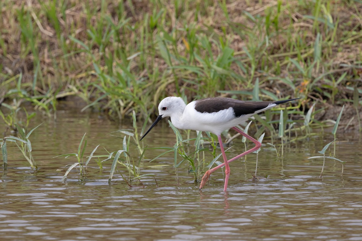 Эгэл хилэн жигүүр - ML644314335