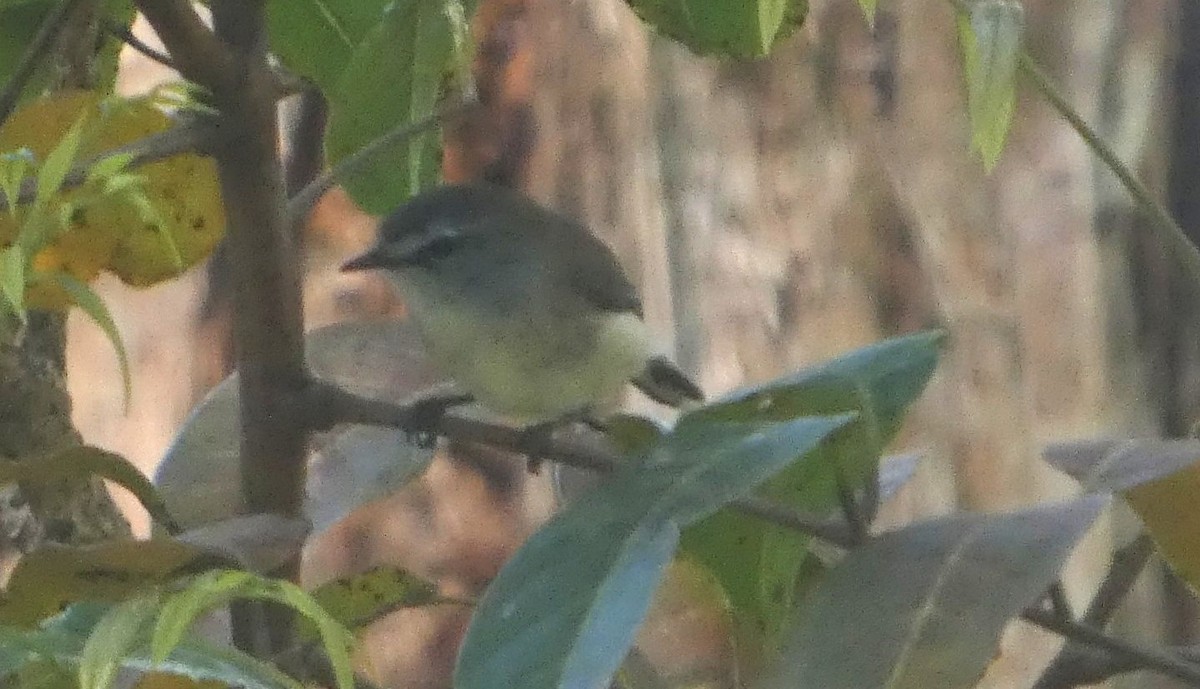 Brown Gerygone - ML644314336