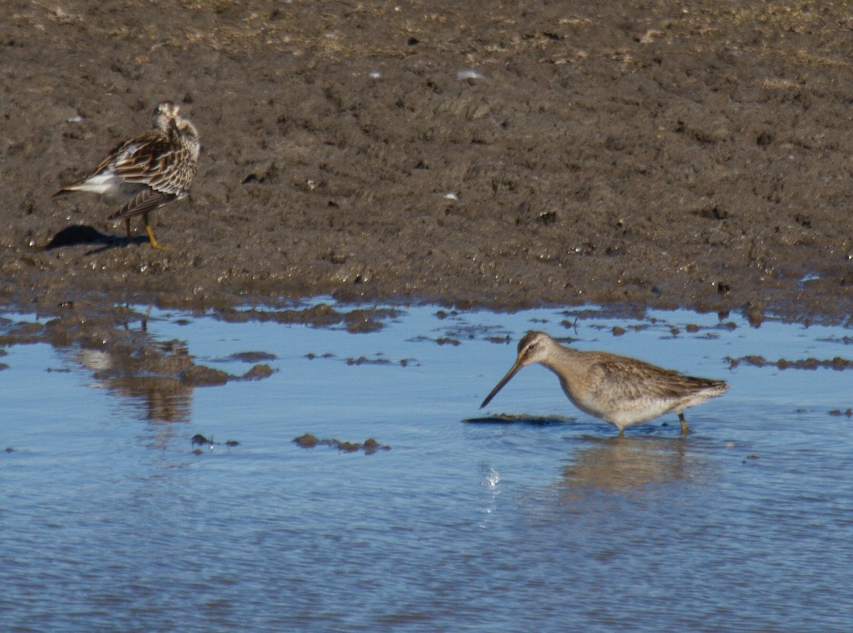 slukovec dlouhozobý - ML644314340
