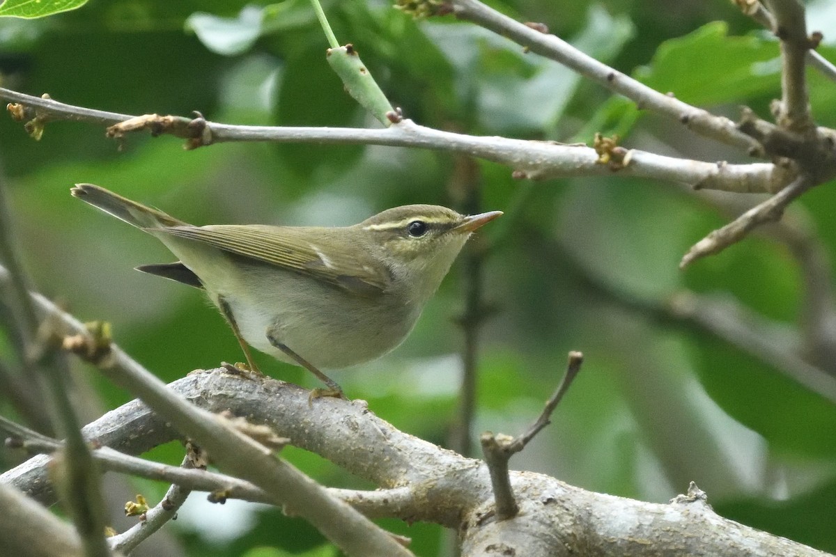 Arctic Warbler - ML644314341