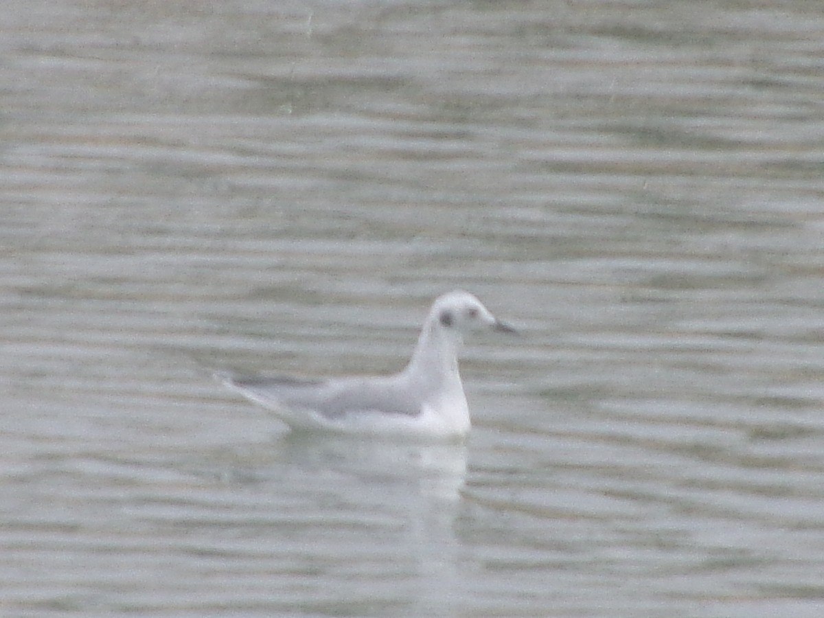 Bonaparte's Gull - ML644314355