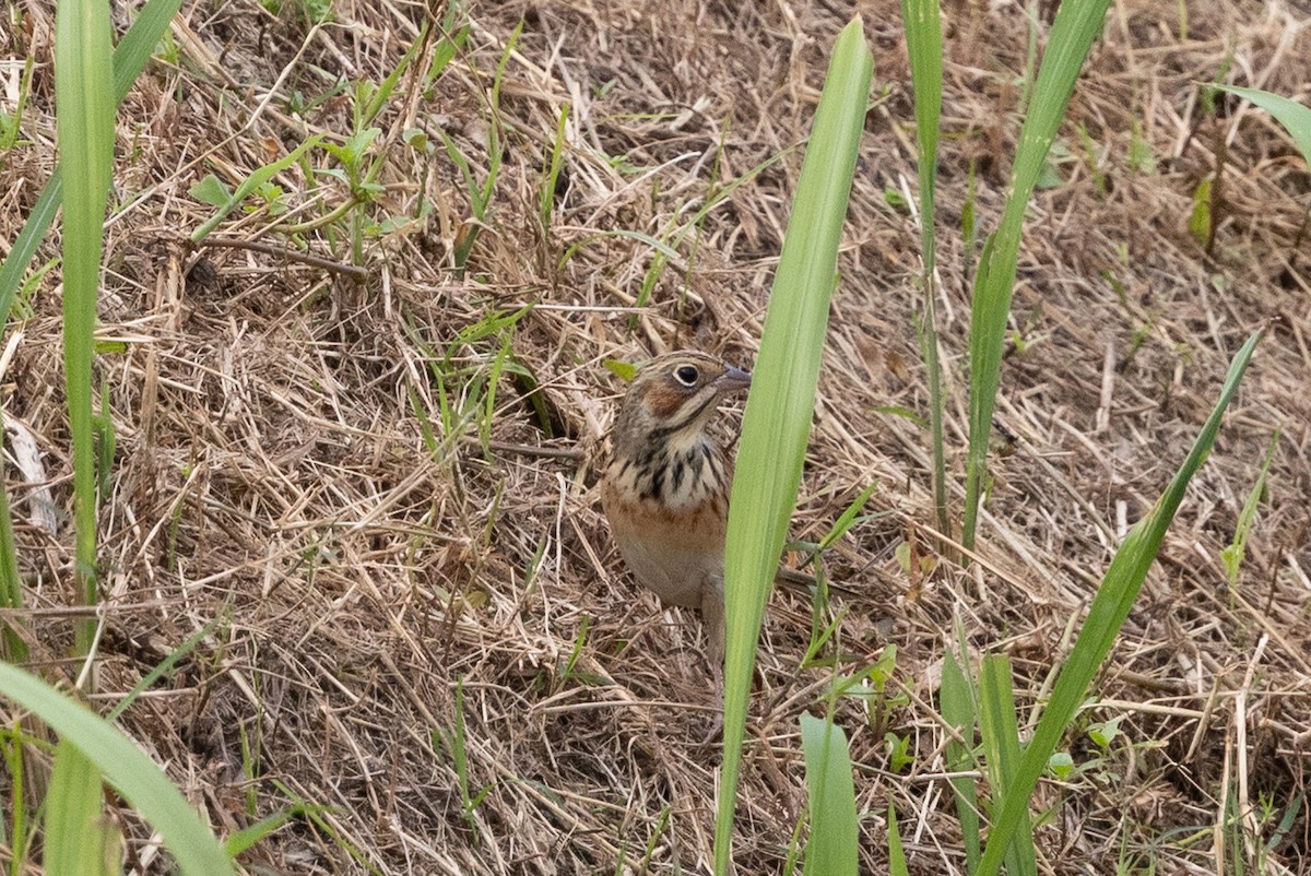 Шар нүдэн хөмрөг - ML644314356