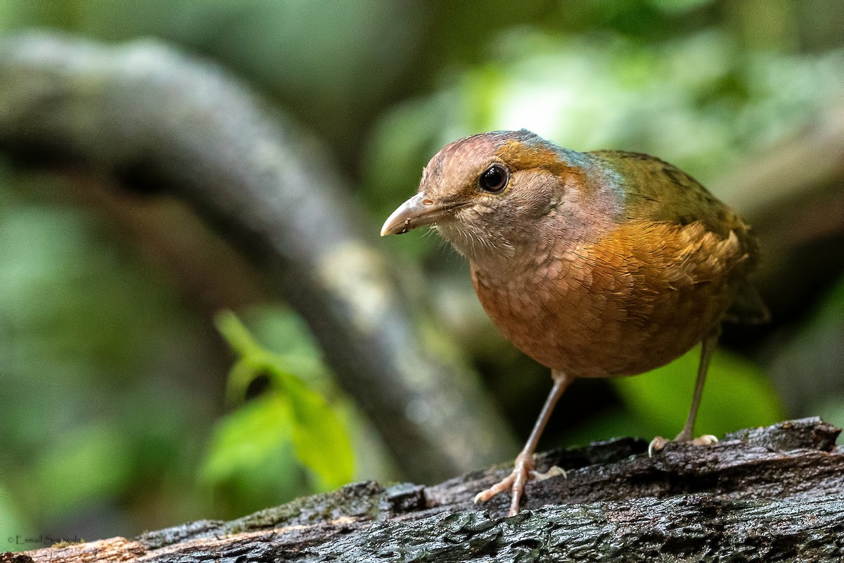 Blue-rumped Pitta - ML644314357