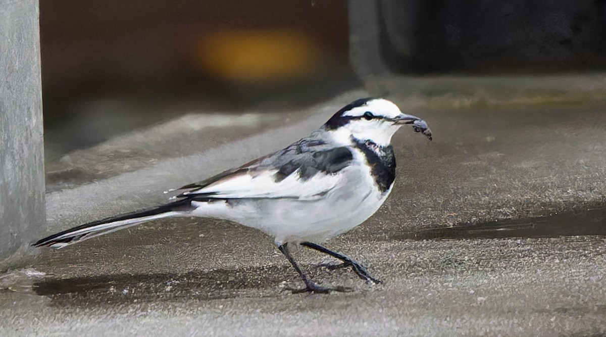 白鶺鴒 - ML644314358