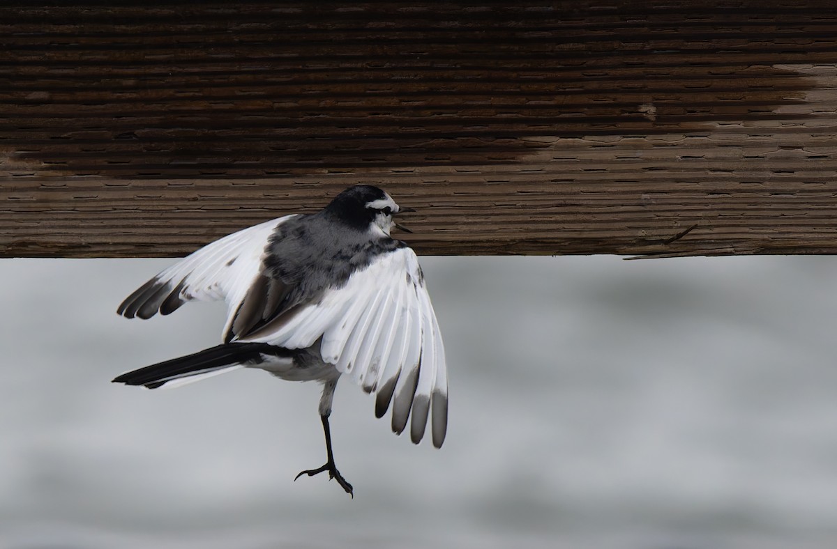 白鶺鴒 - ML644314359