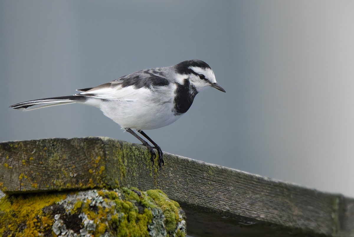 白鶺鴒 - ML644314360