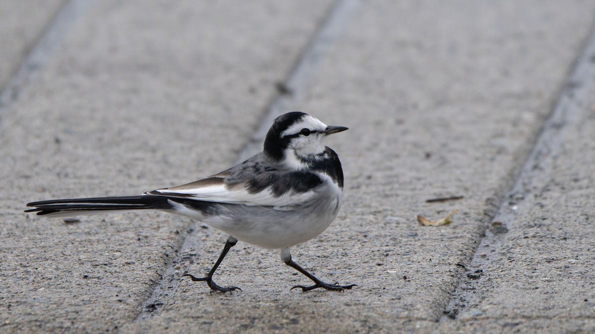 白鶺鴒 - ML644314361