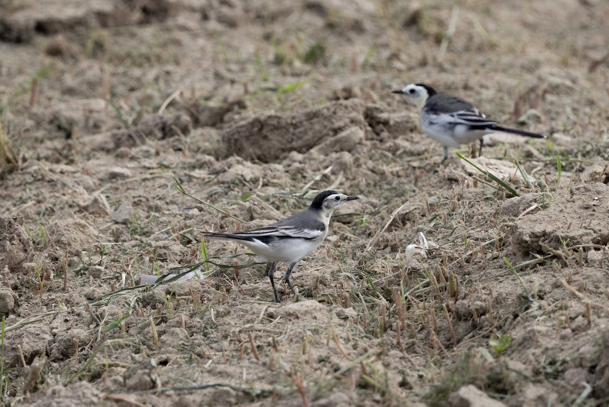 白鶺鴒 - ML644314368