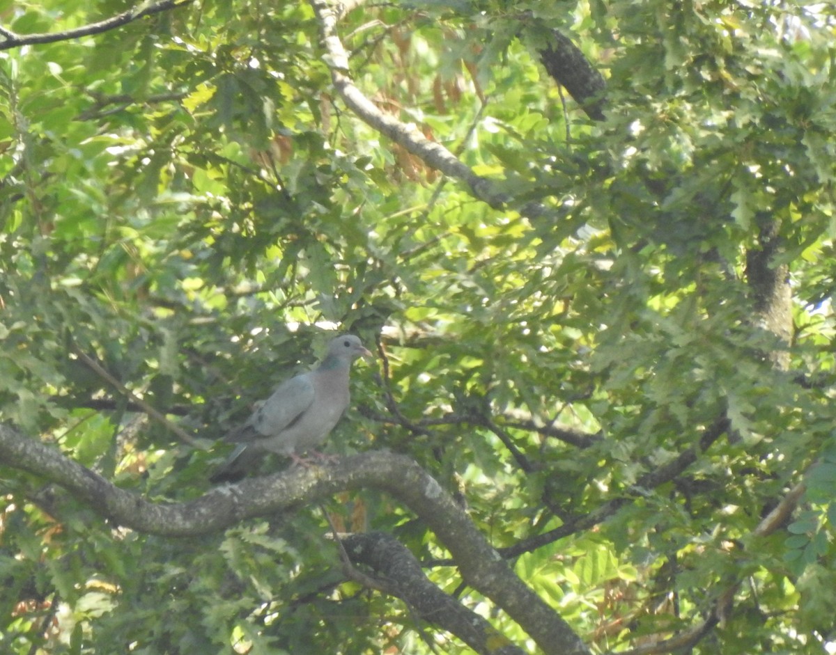 skogdue - ML644314370